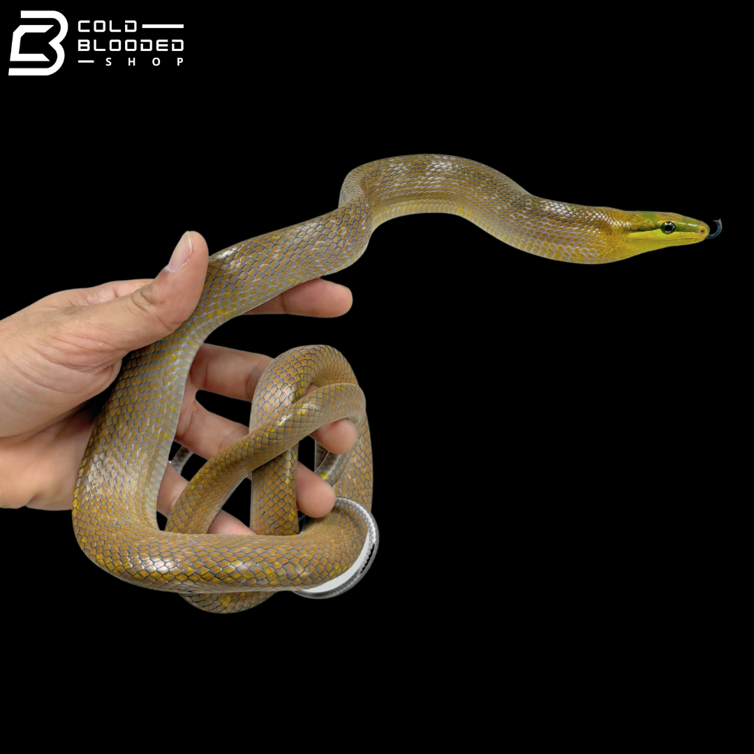 Golden Phase Red-tailed Green Rat Snakes - Gonyosoma Oxycephalum