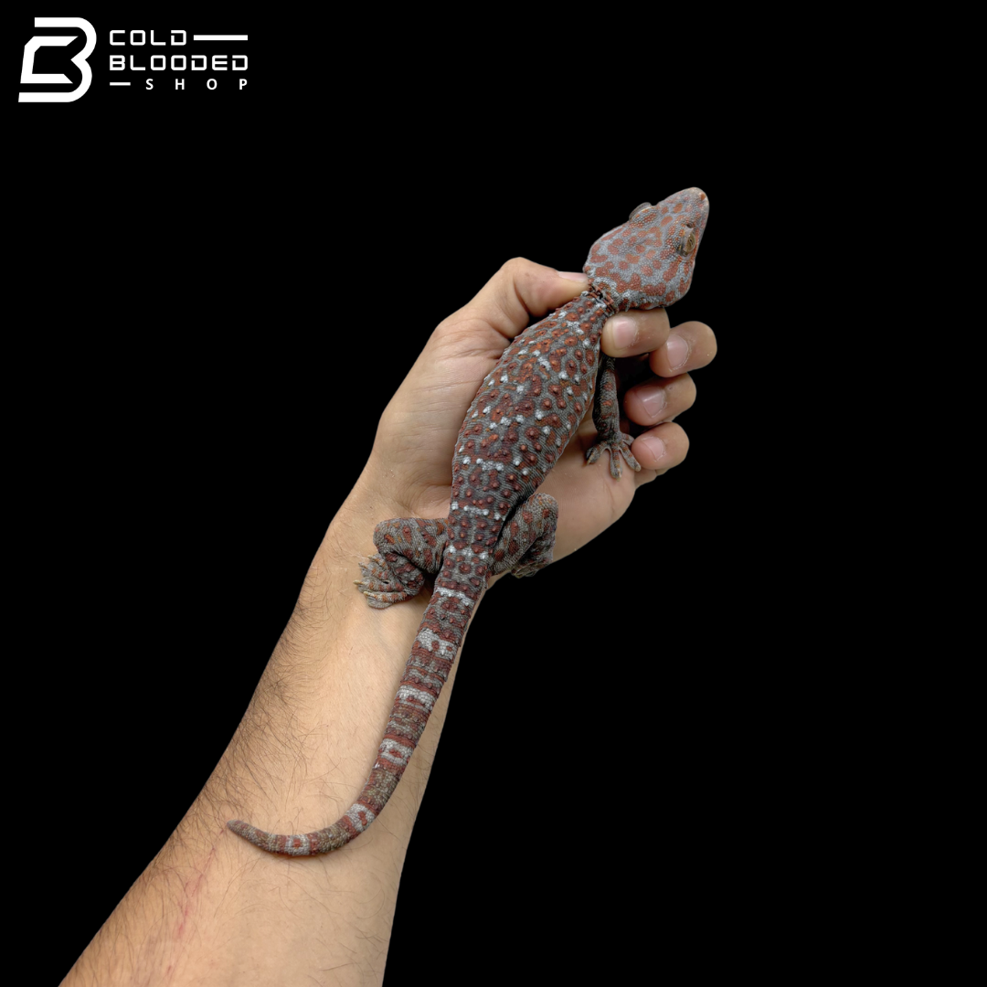 Adult Red Spot Tokay Gecko - Gekko gecko