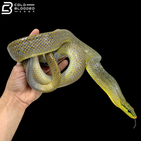 Yellow\Green Phase Red-tailed Green Rat Snake - Gonyosoma Oxycephalum