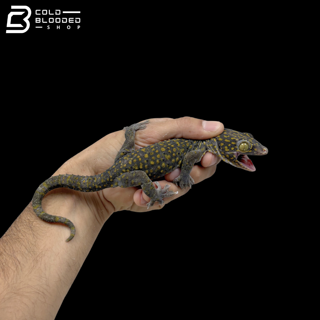 Huge selection of Female Tokay Geckos - Gekko gecko!