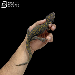 Adult Yellow Spot Tokay Gecko