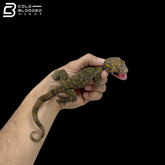 Adult Yellow Spot Tokay Gecko