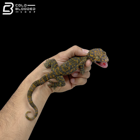 Huge selection of Female Tokay Geckos - Gekko gecko!