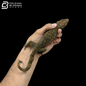 Adult Yellow Spot Tokay Gecko