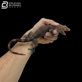 Adult Red Spot Tokay Gecko - Gekko gecko