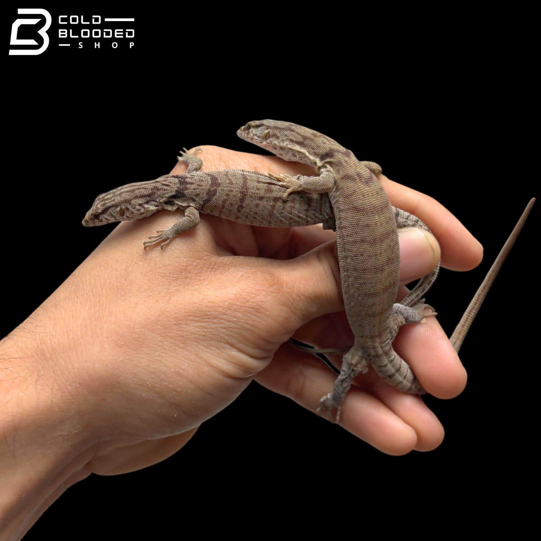 Pair Of Pygmy Mulga Monitors - Varanus Gilleni
