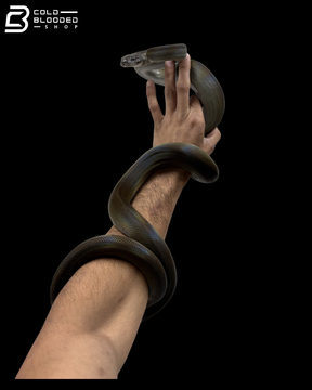 Young Female Papuan Python - Apodora Papuana