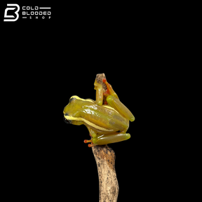 Riggenbach's Reed Frogs - Hyperolius Riggenbachi