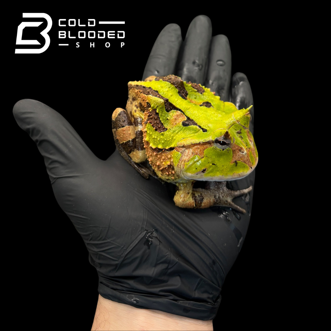 Suriname Horned frogs - Ceratophrys Cornuta