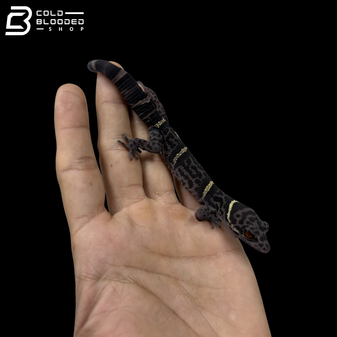 Adult Breeding Trio of Chinese Cave Geckos - Goniurosaurus hainanensis