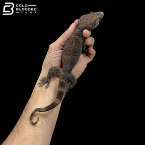 Adult Red Spot Tokay Gecko - Gekko gecko
