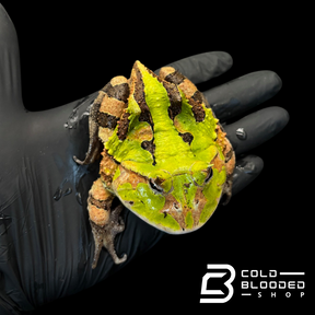 Suriname Horned frogs - Ceratophrys Cornuta