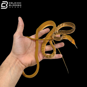 Hypo Asian Vine Snake - Ahaetulla Prasina