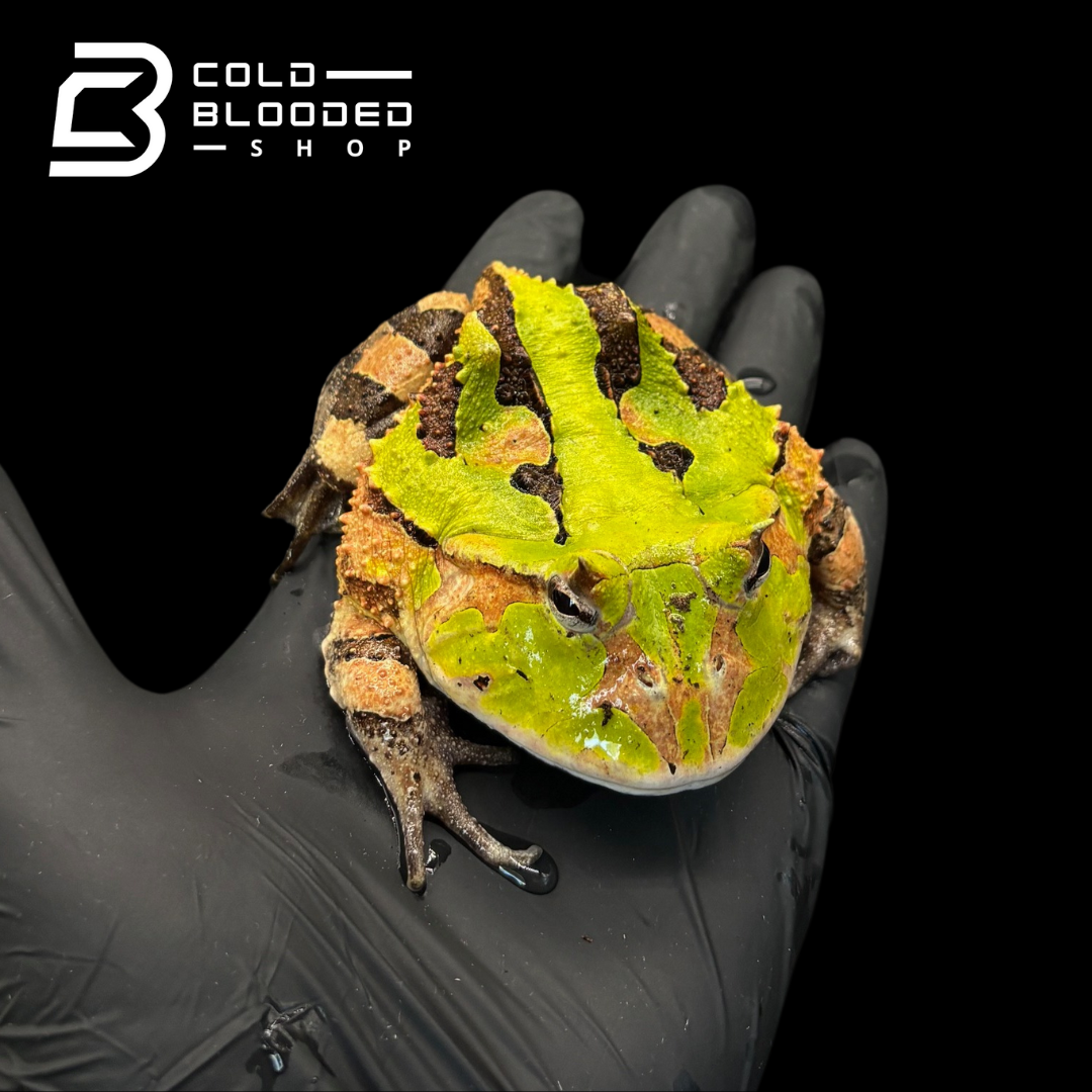 Suriname Horned frogs - Ceratophrys Cornuta