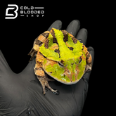 Suriname Horned frogs - Ceratophrys Cornuta