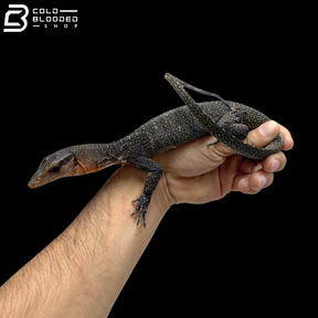 Juvenile Jayapura Peach-throated Monitor - Varanus Jobiensis