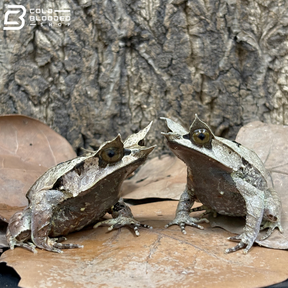 Malayan Long-nosed Horned Frog - Megophrys nasuta