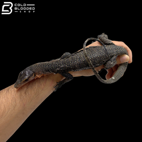 Juvenile Jayapura Peach-throated Monitor - Varanus Jobiensis