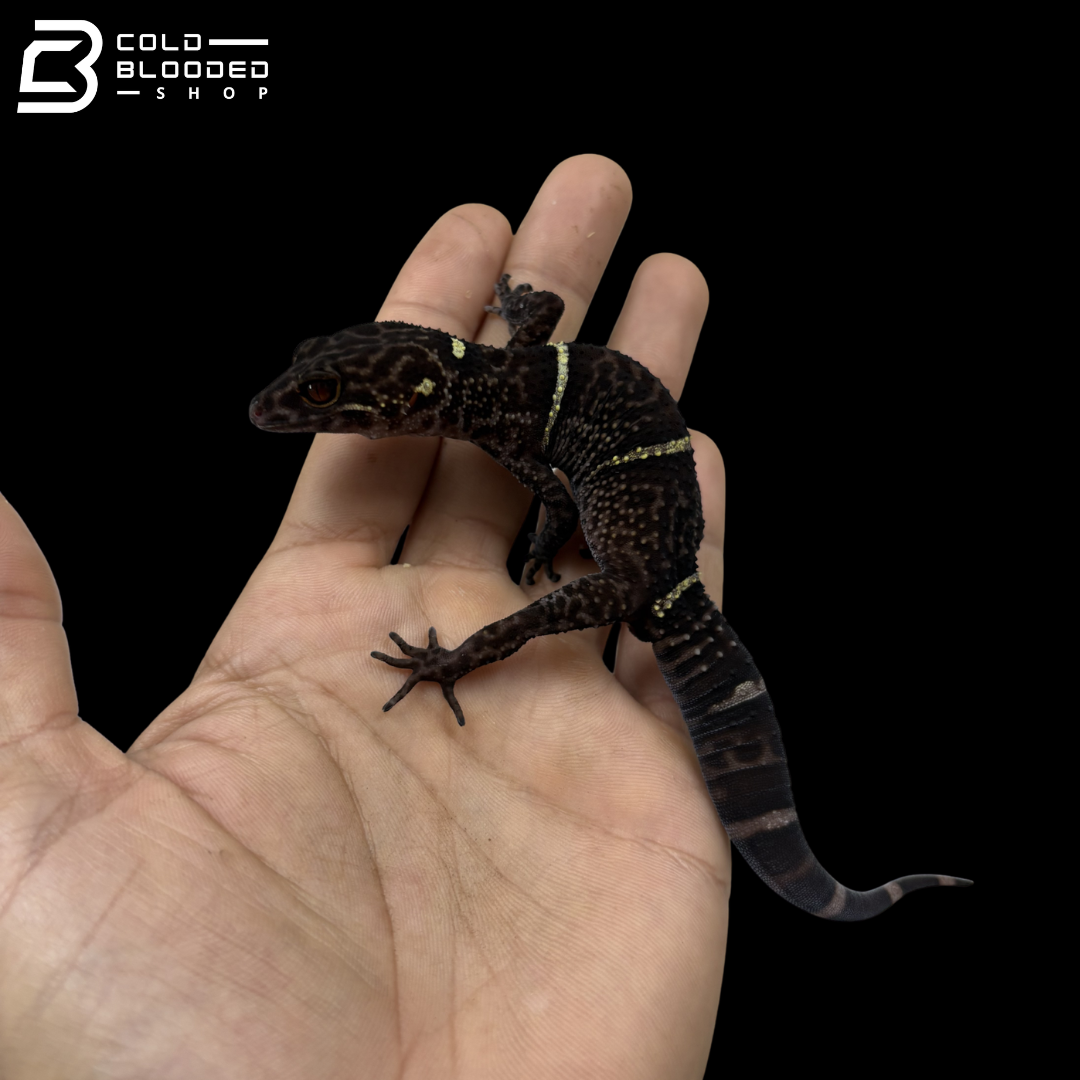 Adult Breeding Trio of Chinese Cave Geckos - Goniurosaurus hainanensis