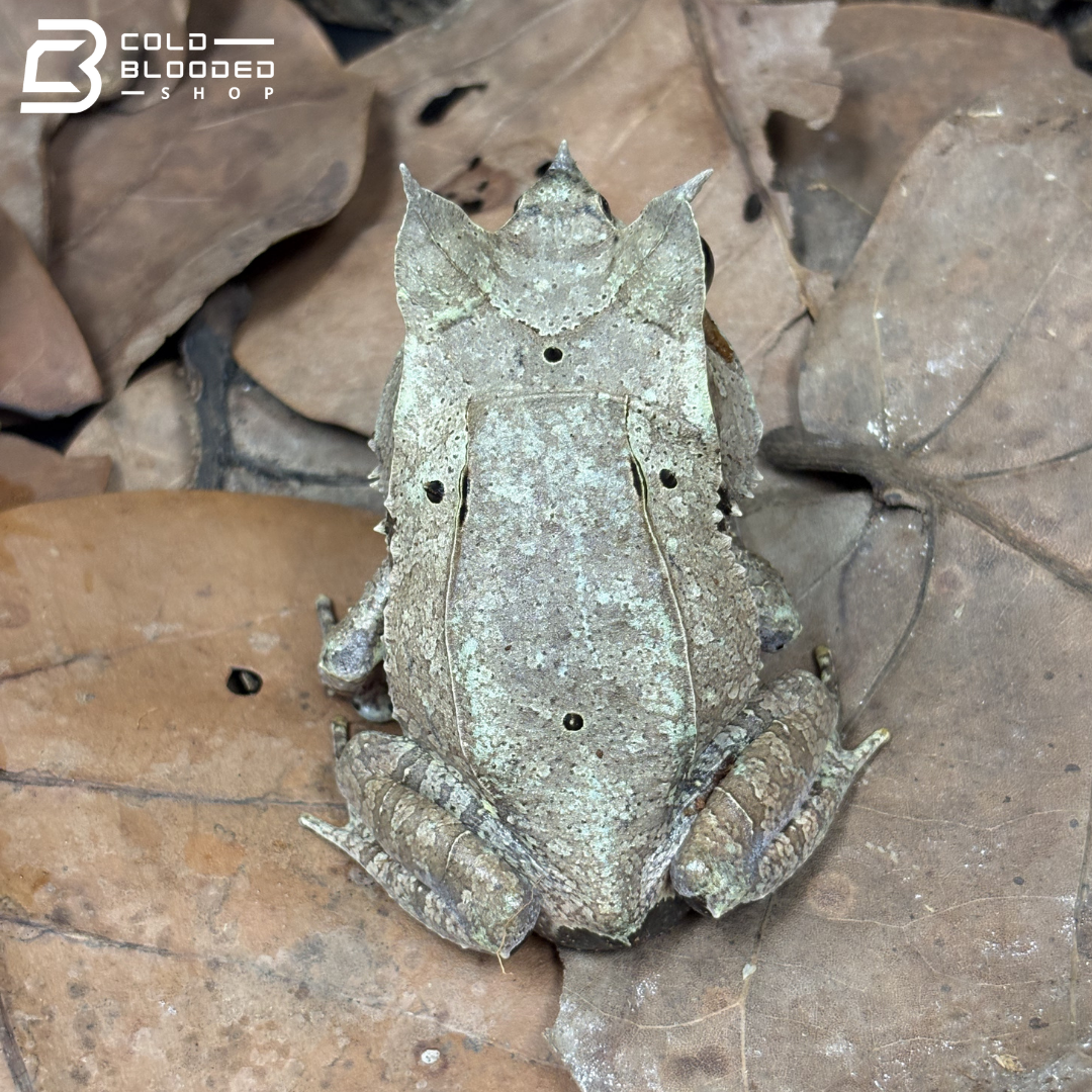 Malayan Long-nosed Horned Frog - Megophrys nasuta