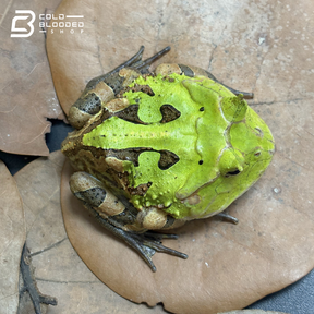 Suriname Horned frogs green - Ceratophrys Cornuta