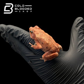 South American Leaf Toad - Bufo typhonius
