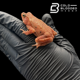 South American Leaf Toad - Bufo typhonius