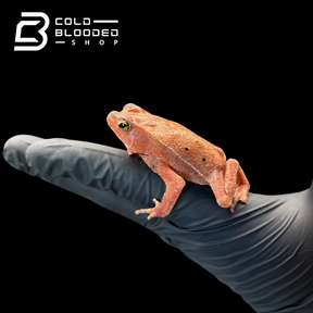 South American Leaf Toad - Bufo typhonius