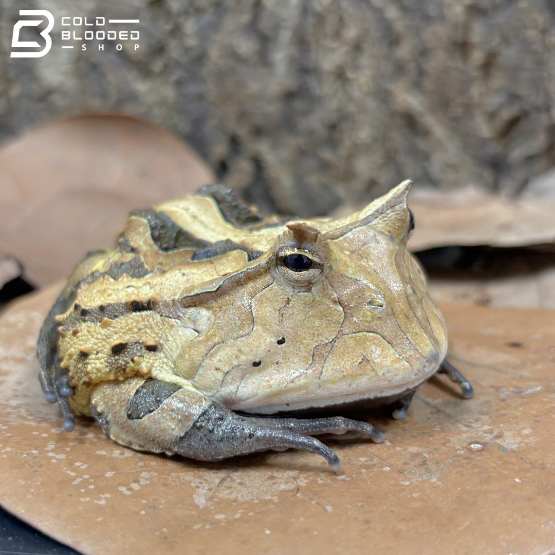 Suriname Horned frogs brown/reds - Ceratophrys Cornuta