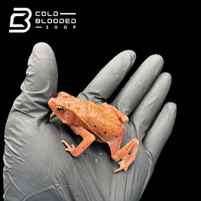 South American Leaf Toad - Bufo typhonius