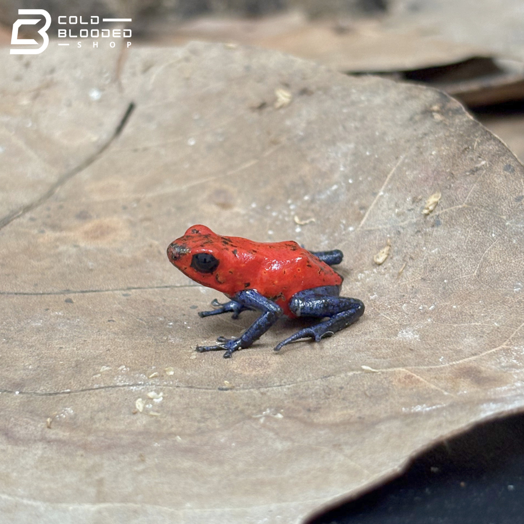 Strawberry Dart Frogs - Oophaga pumilio