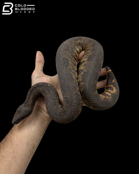 Viper Boa - Candoia Aspera