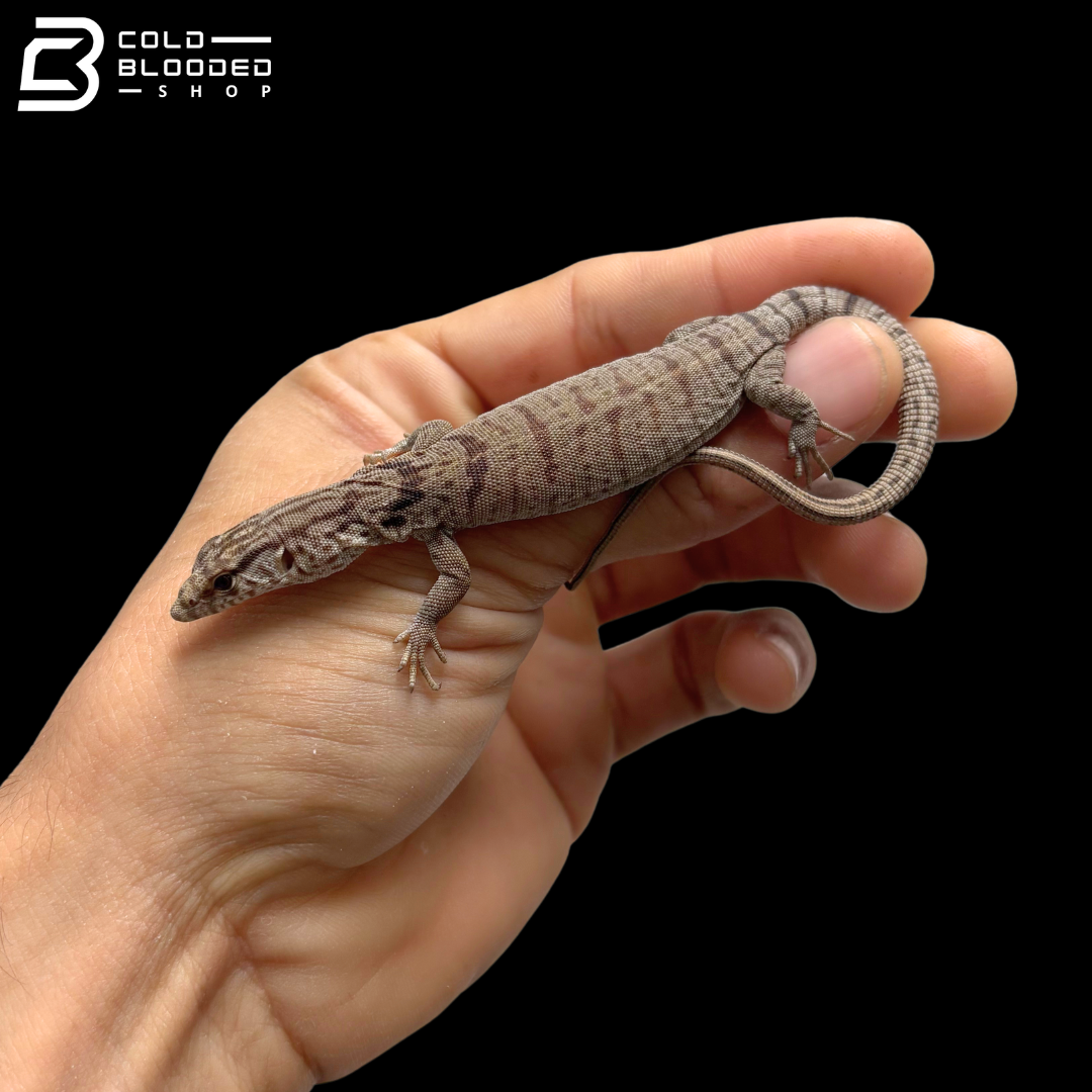 Pair Of Pygmy Mulga Monitors - Varanus Gilleni
