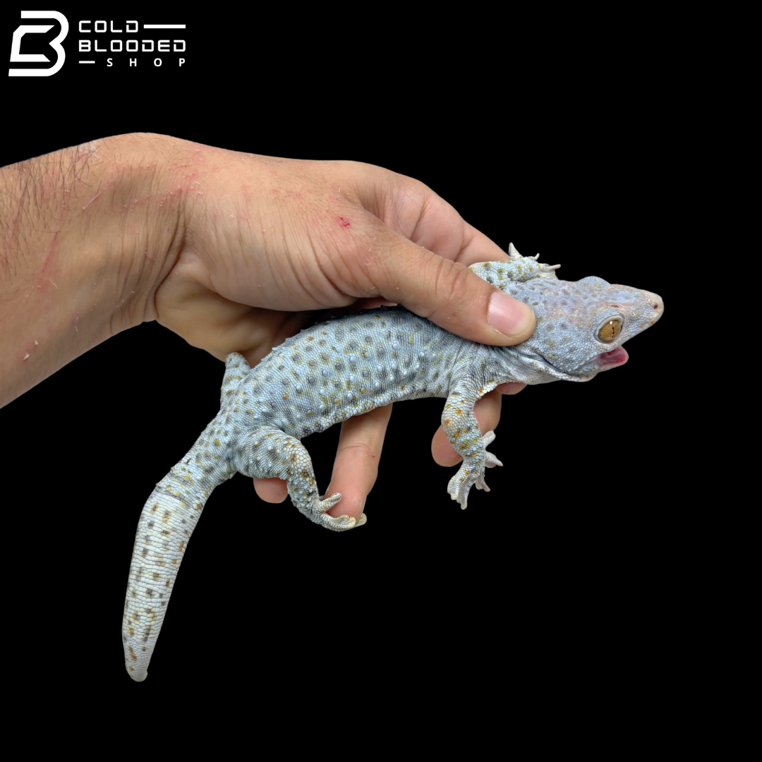 Huge selection of Male Tokay Geckos - Gekko gecko!
