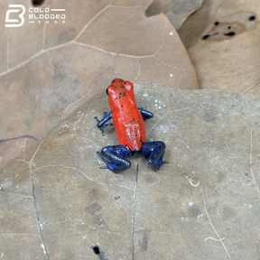 Strawberry Dart Frogs - Oophaga pumilio