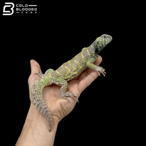 Light Green Ornate Uromastyx - Uromastyx Ornata