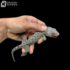 Huge selection of Female Tokay Geckos - Gekko gecko!