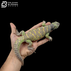 Light Green Ornate Uromastyx - Uromastyx Ornata