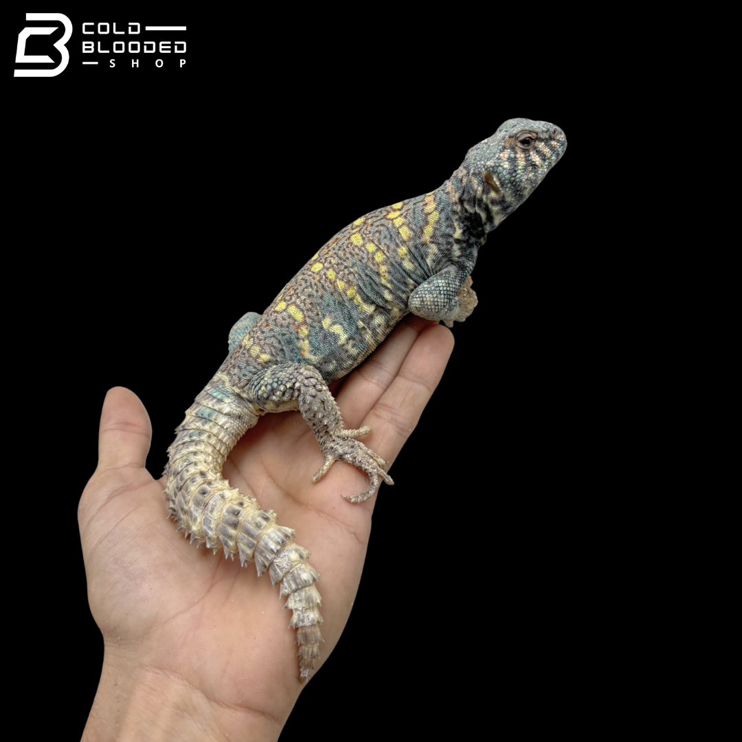 Light Blue Ornate Uromastyx - Uromastyx Ornata