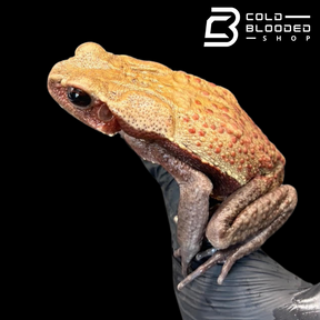 Smooth Sided Toad - Rhaebo Guttatus