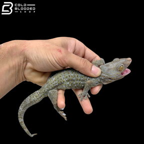 Huge selection of Male Tokay Geckos - Gekko gecko!