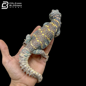 Light Blue Ornate Uromastyx - Uromastyx Ornata