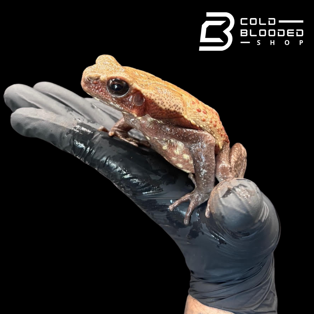Smooth Sided Toad - Rhaebo Guttatus
