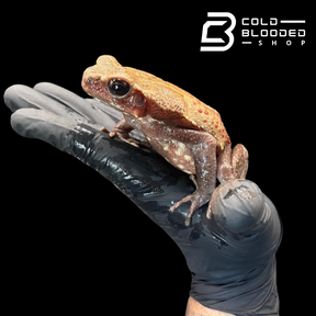 Smooth Sided Toad - Rhaebo Guttatus