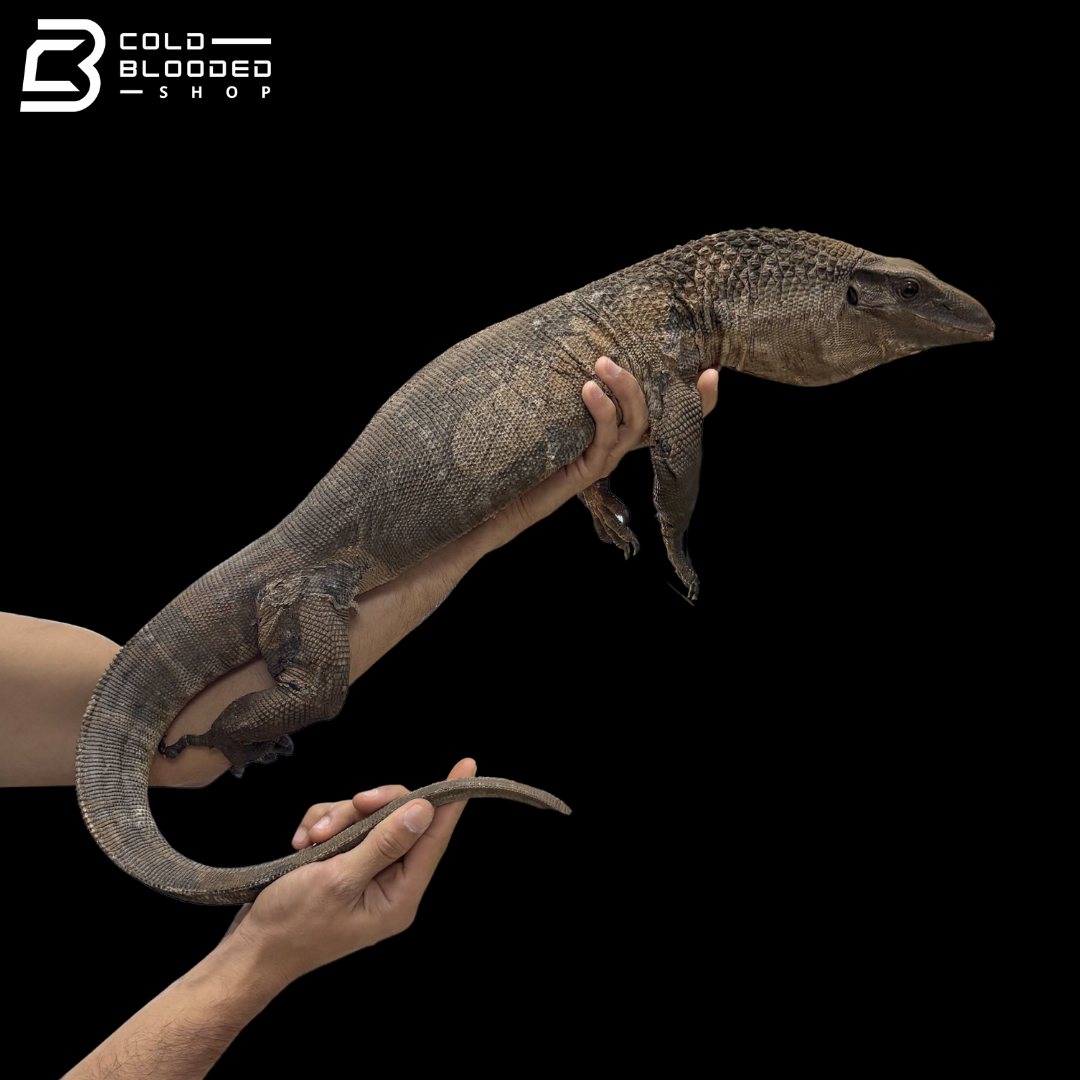 Proven Breeder Pair Black Roughneck Monitors - Varanus Rudicollis