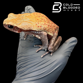 Smooth Sided Toad - Rhaebo Guttatus
