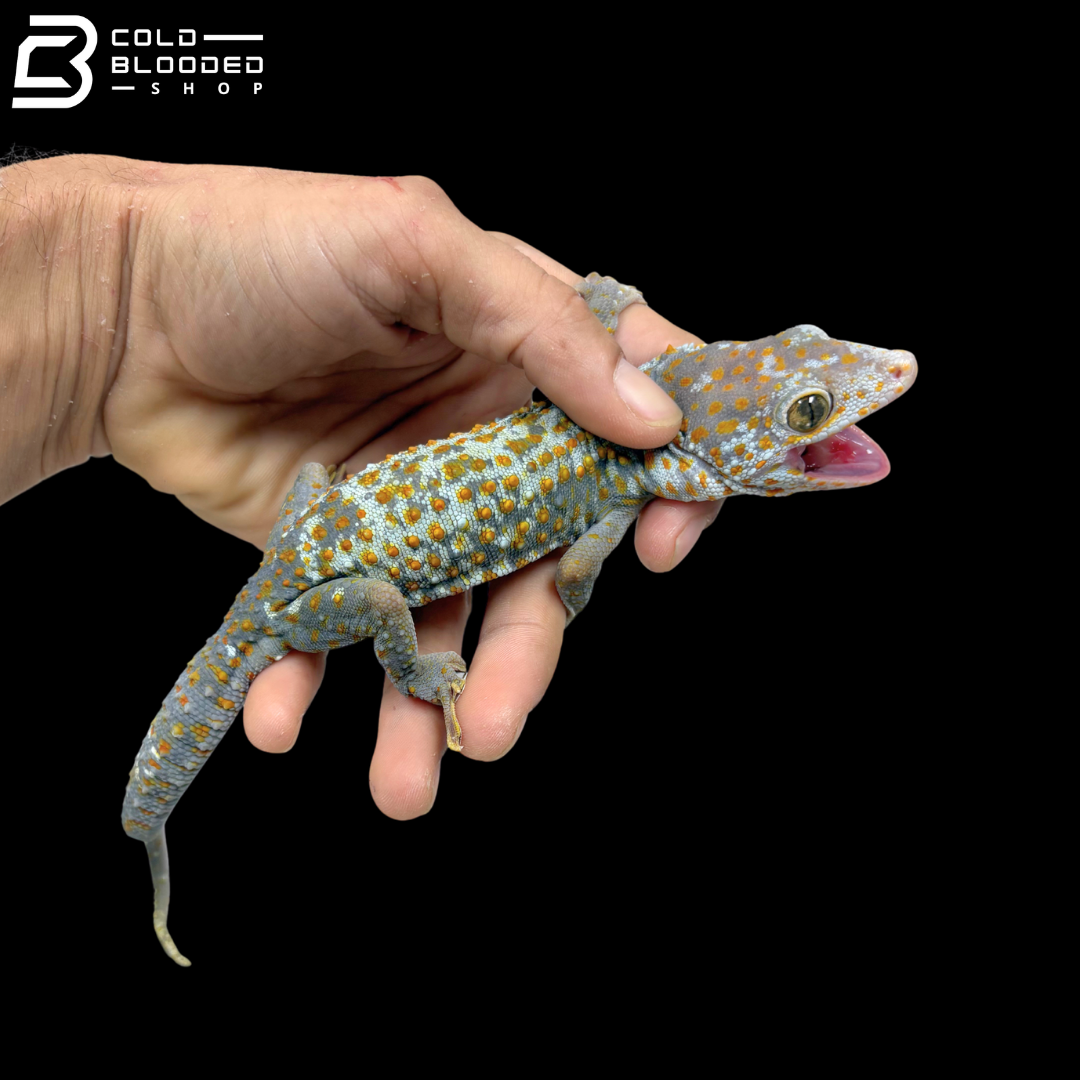 Huge selection of Female Tokay Geckos - Gekko gecko!