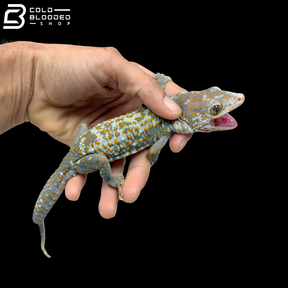 Huge selection of Female Tokay Geckos - Gekko gecko!