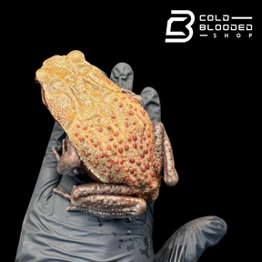 Smooth Sided Toad - Rhaebo Guttatus