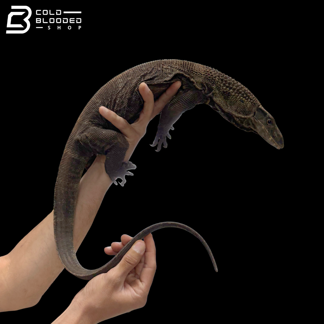 Proven Breeder Pair Black Roughneck Monitors - Varanus Rudicollis